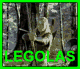 legolas smiley