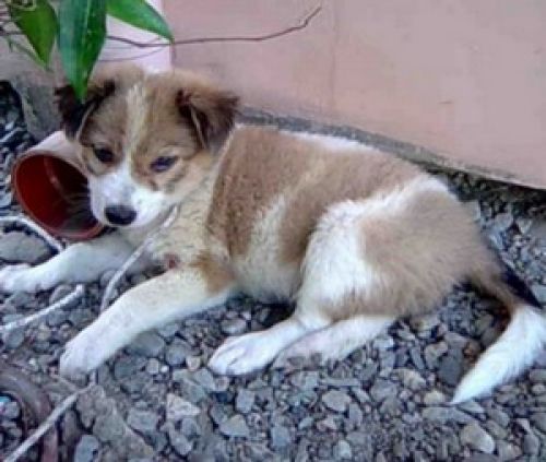 dog