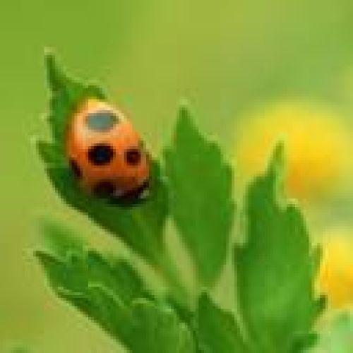 LadyBug