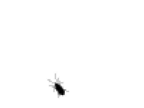 Bug