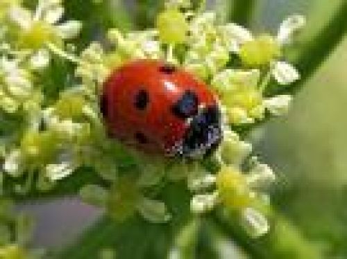 Ladybug