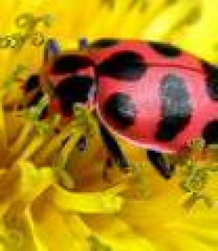 Ladybug
