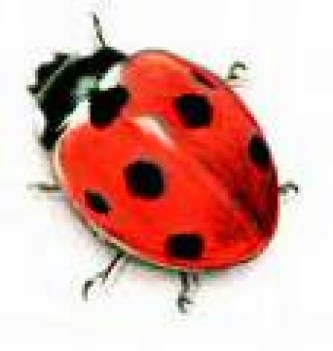 Ladybug