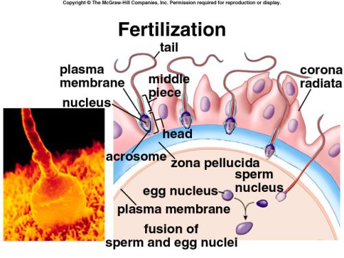 Fertilization