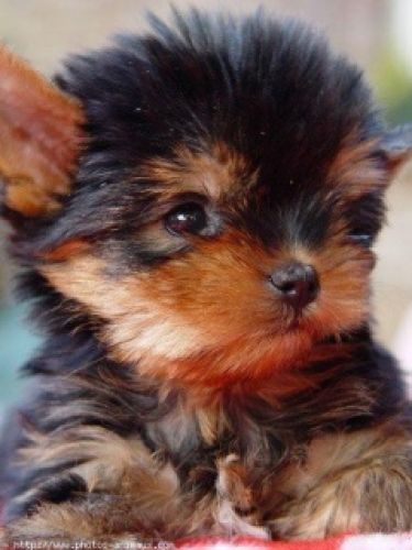 Baby