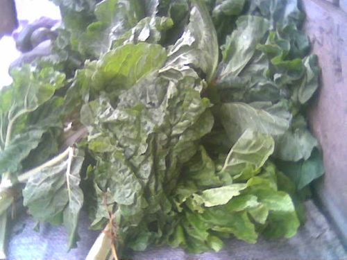 Kale