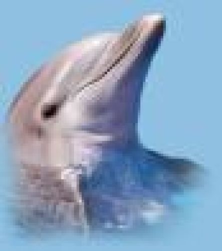 Dolphine