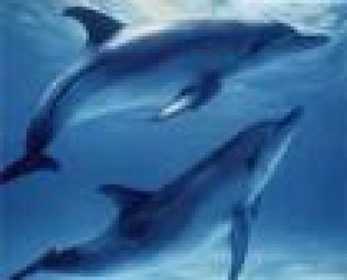 Dolphine2