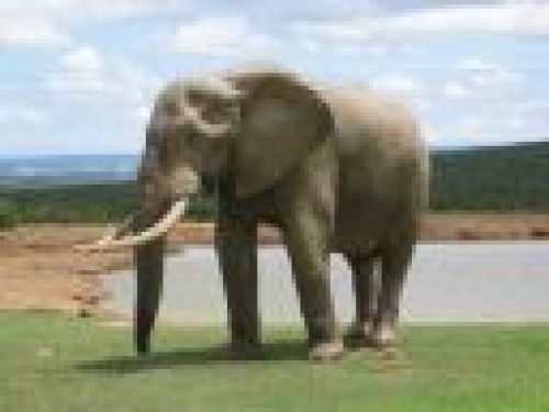 Elephant