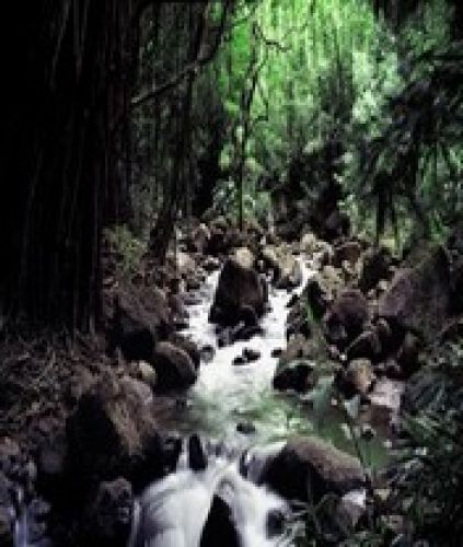 Hawalistream