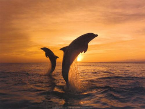 Dolphins