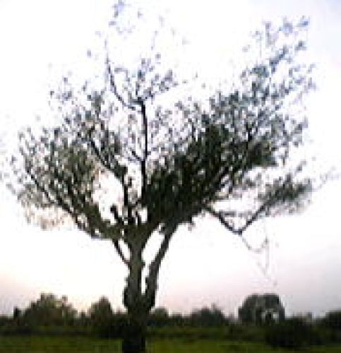 A tree