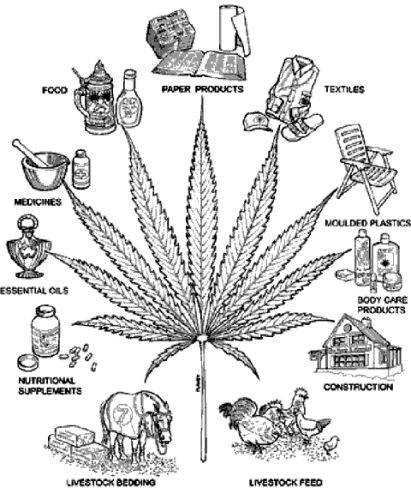 Uses of MARIJUANA