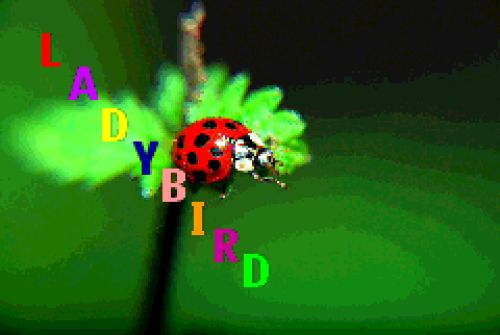 Ladybug