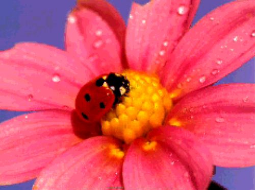 Ladybug