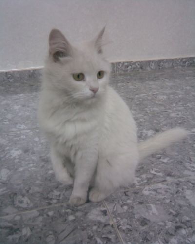 my caaat :)