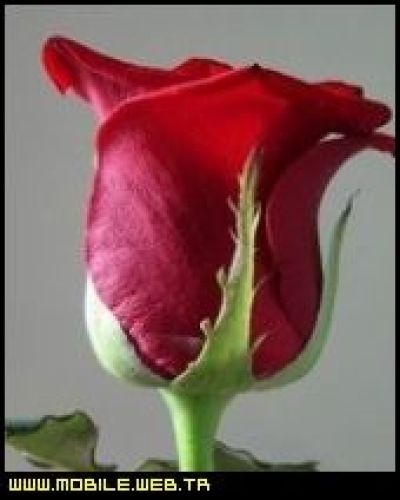 Love aaj kal