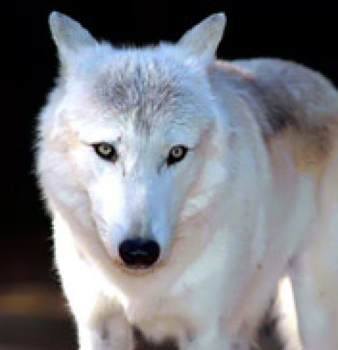 White wolf