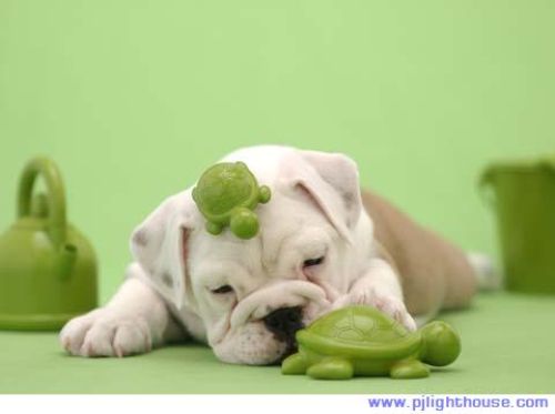 .cute Dog