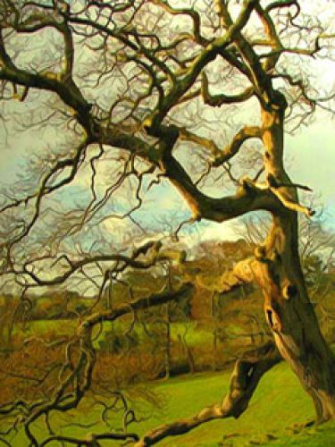 Dry tree