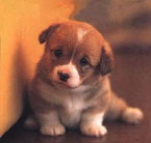 My lil pet,