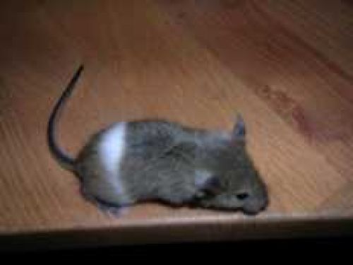 Mouse