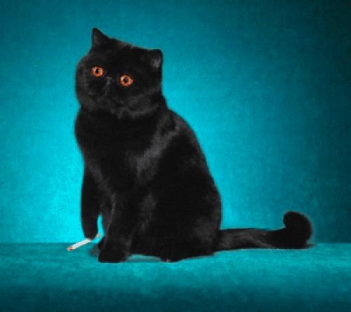 Black billa .