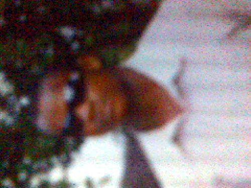 Honest homble passionate genttle carring and under