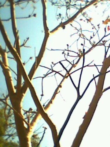 Ghost tree....