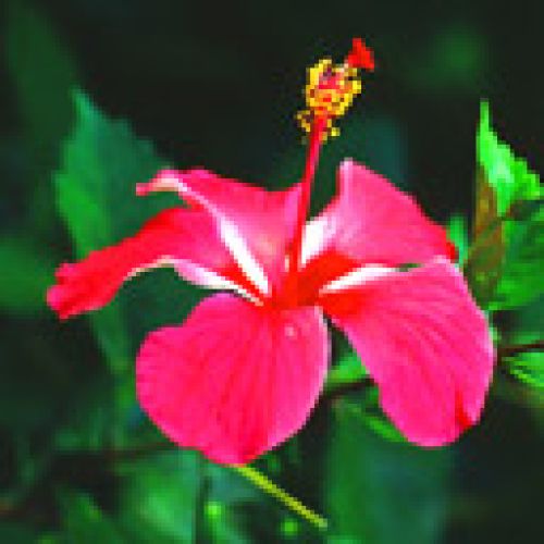 A dove,the mother of peace