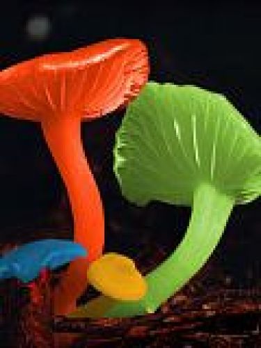 Huk Huk flower lovers.