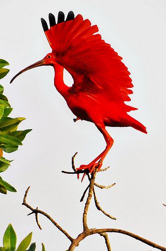 Our national bird / SCARLETT IBIS