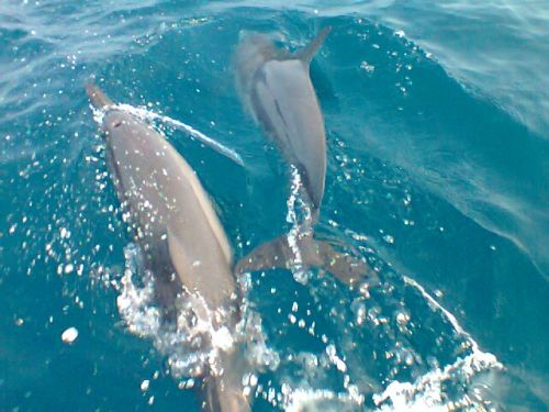 Dolphins
