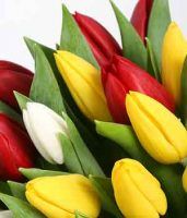 golden_tulip's avatar