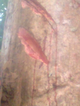 Tree_bl00d.jpg