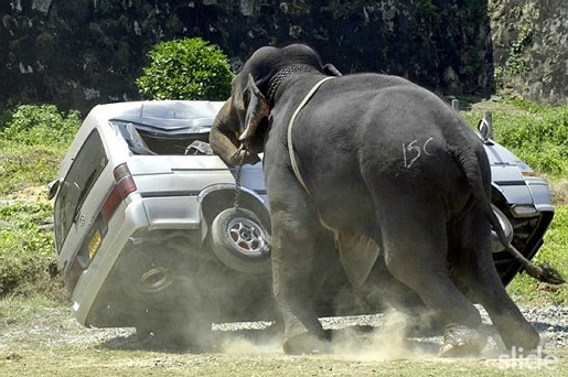 elephant-1.jpg