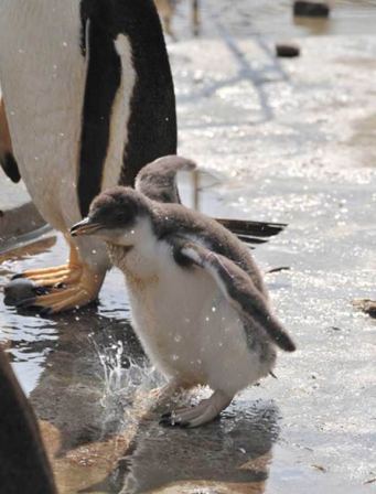 penguin-baby-100629-02.jpg