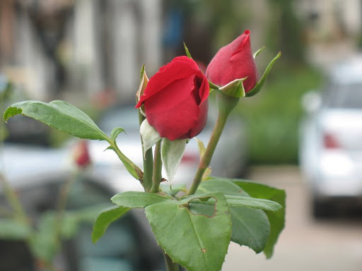 redrose.jpg