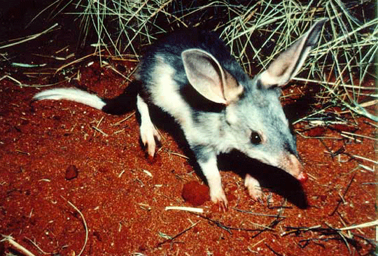 bilby1.gif