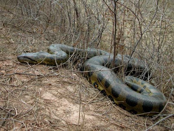 green-anaconda.jpg