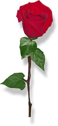 Gif_Flower_7.jpg