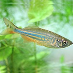 fish1.jpg