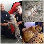 1cruelty_animals.jpg