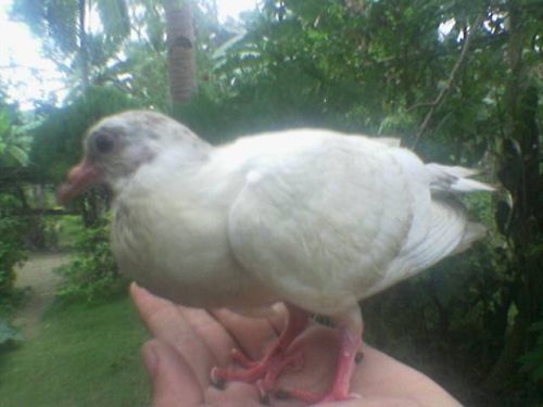 my bird