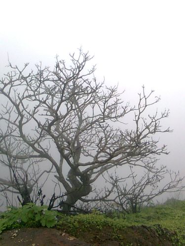 Leafless/lifeless