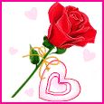 Rose of love