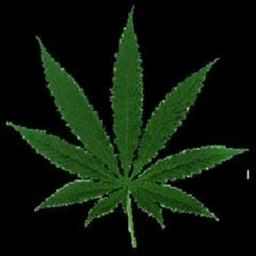 gangsta weed